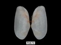 藏品(長形紫雲蛤)的圖片